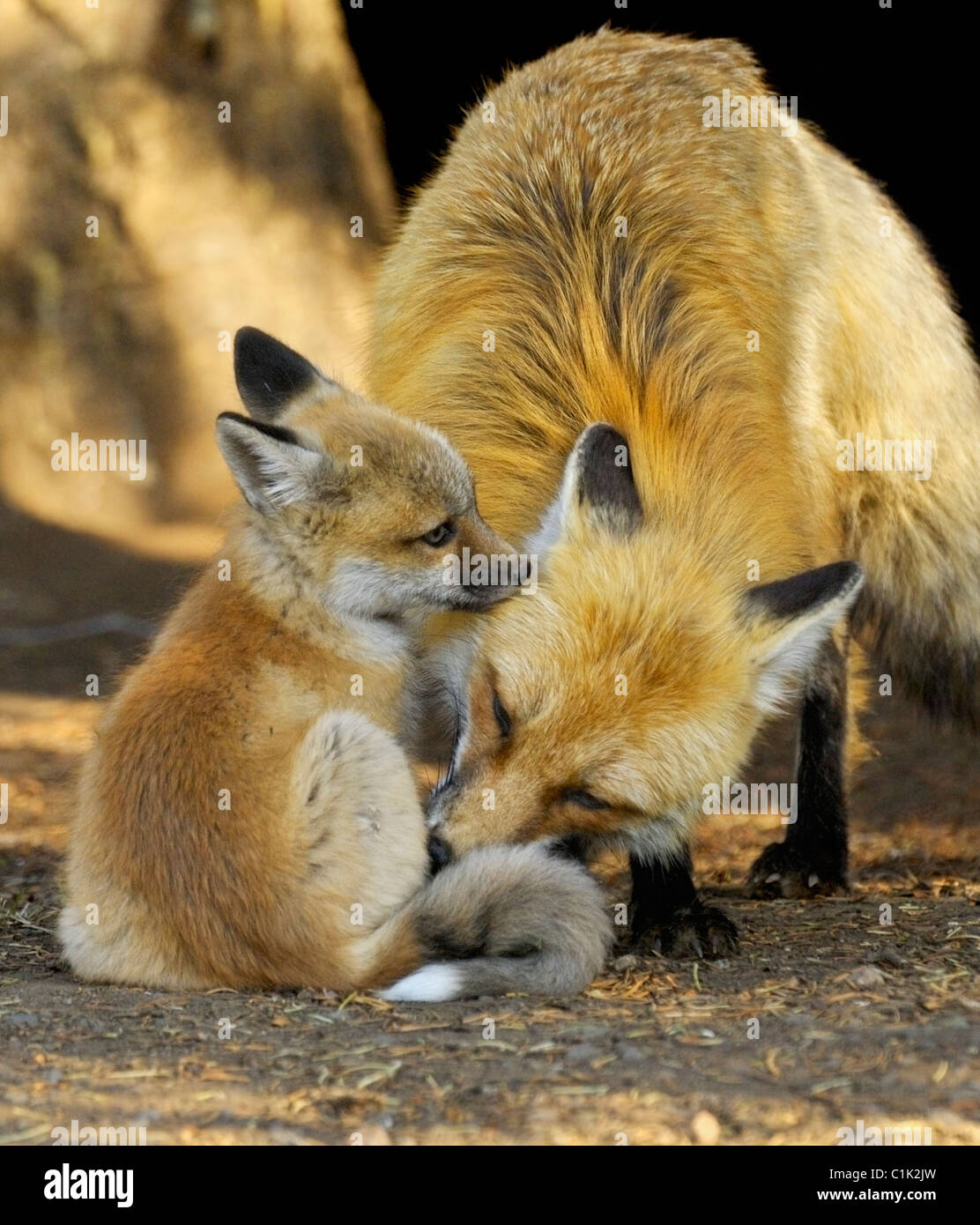 Mother fox grooming her baby. Stock Photo