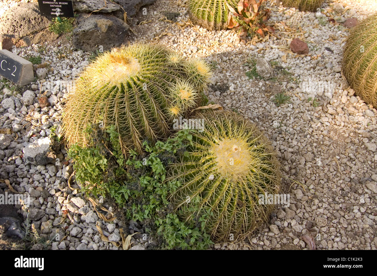Golden barrel cactus (Echinocactus grusonii) at UNAM´s botanical garden Stock Photo