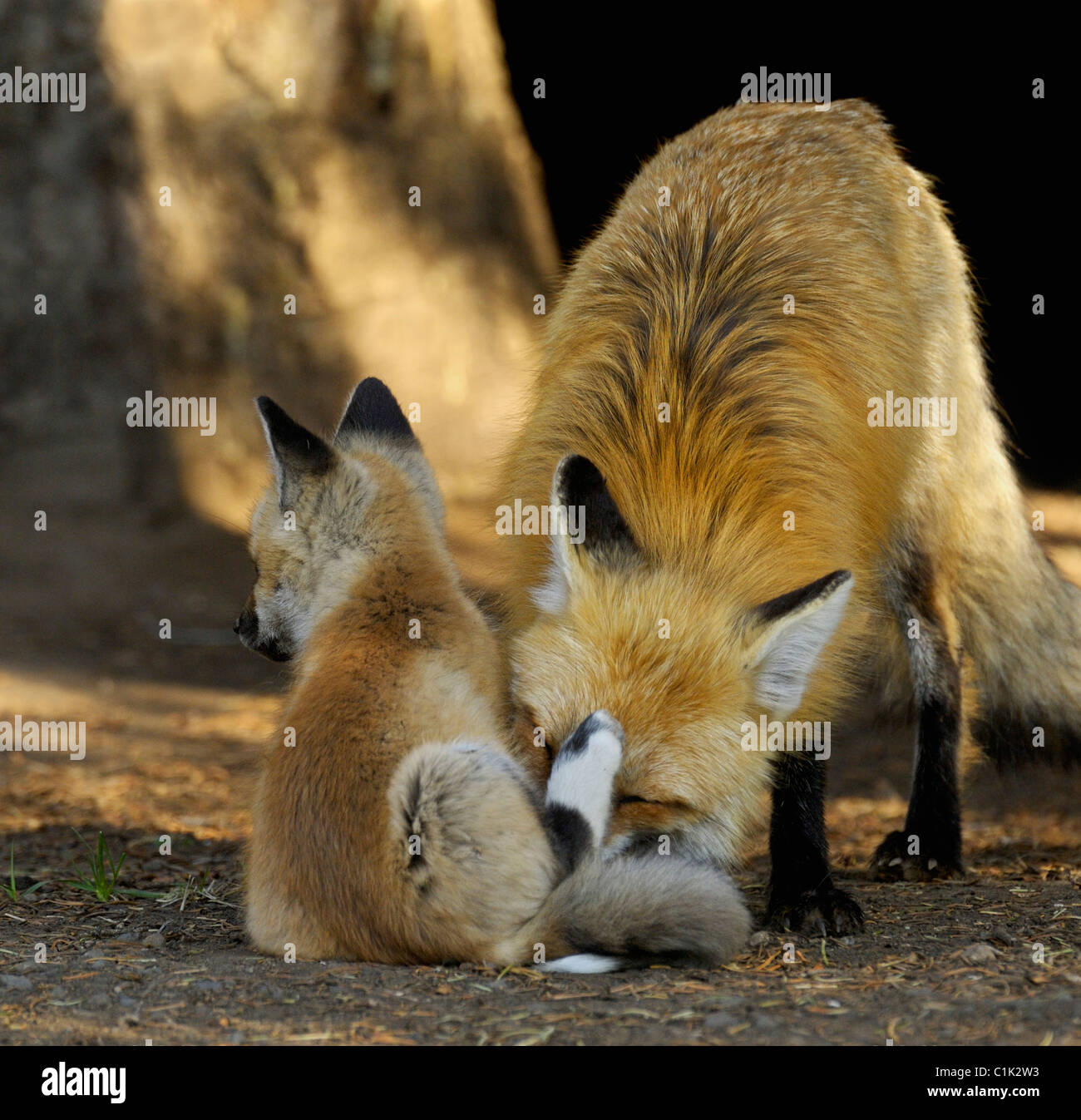 Mother fox grooming her baby. Stock Photo