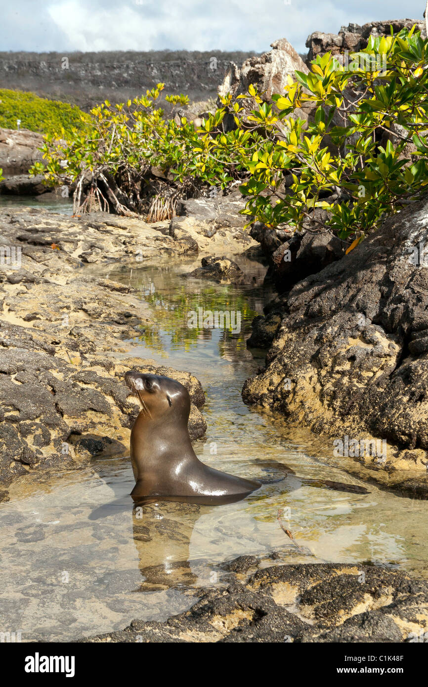 Galapagos Sea lion on Genovesa island, Galapagos, in mangroves Stock Photo