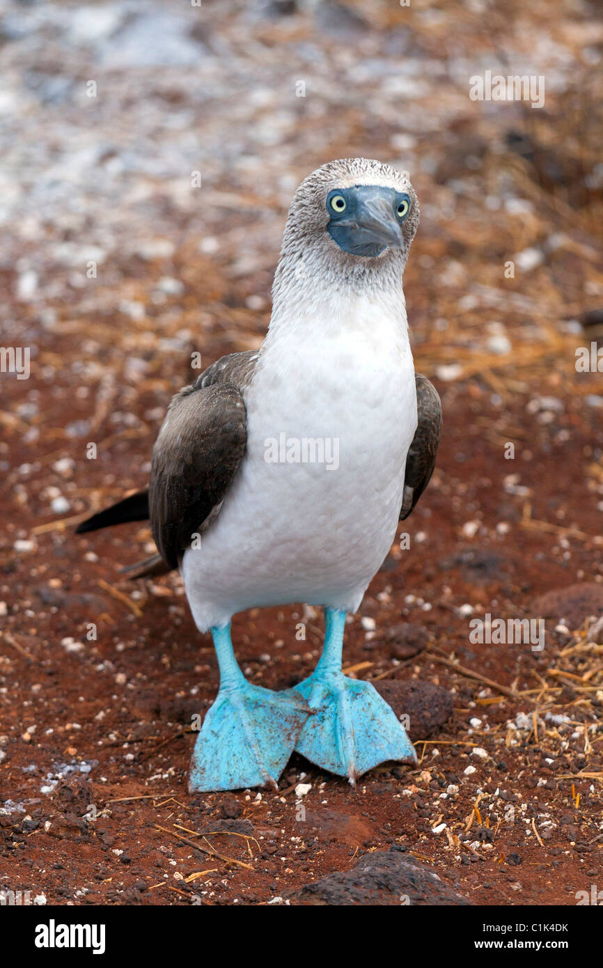 Curious Blue-footed booby bird in Galapagos islands Stock Photo