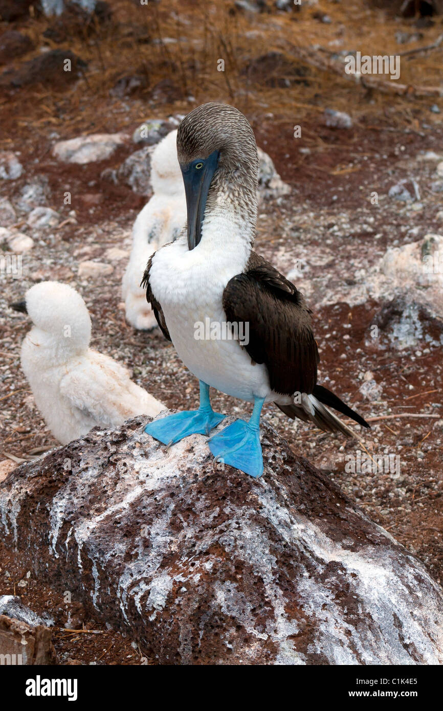 Blue-footed booby bird in Galapagos islands watching its 2 chicks Stock Photo