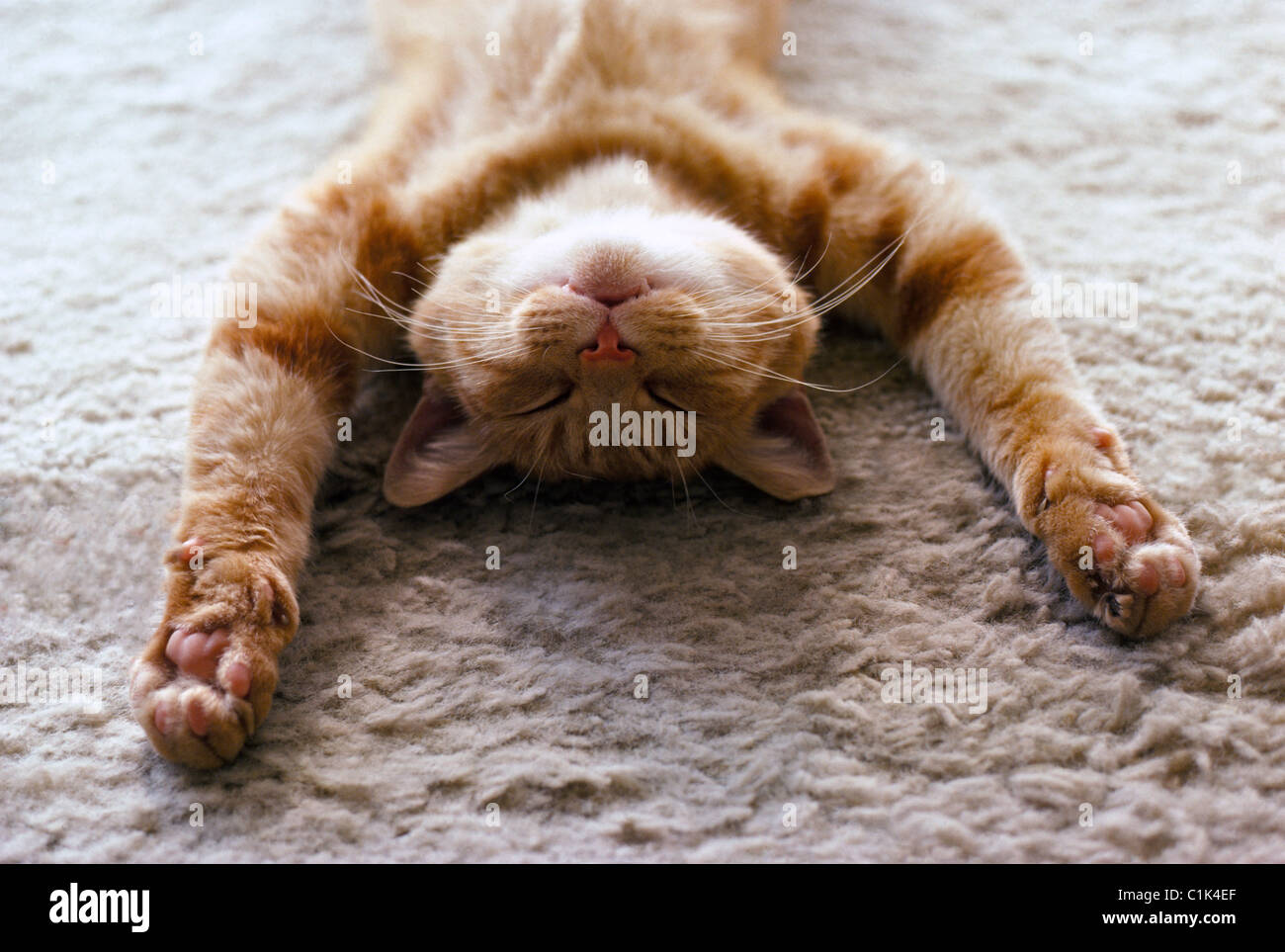 A house cat with outstretched paws sleeps peacefully on its back on a