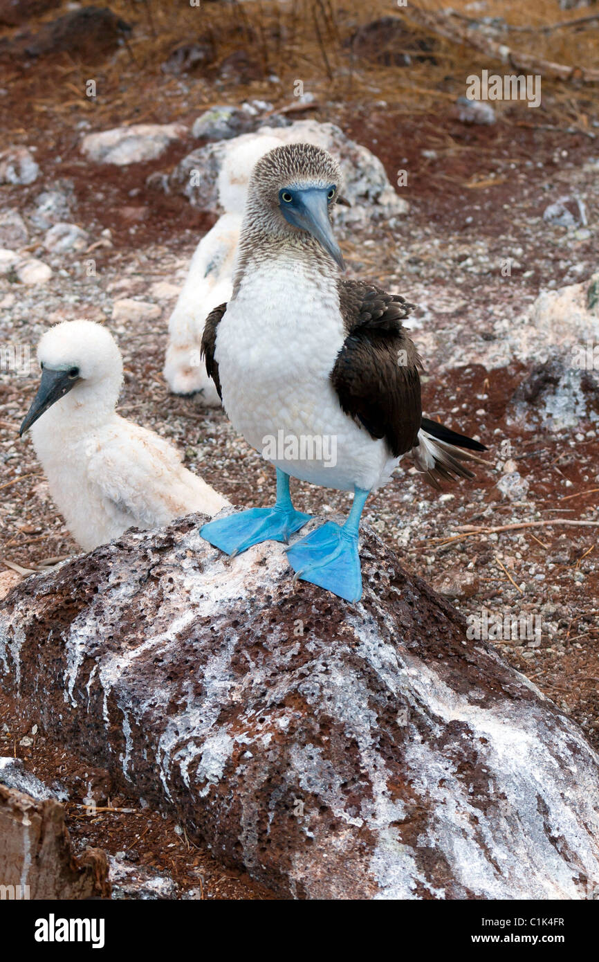 Blue-footed booby bird in Galapagos islands watching its 2 chicks Stock Photo