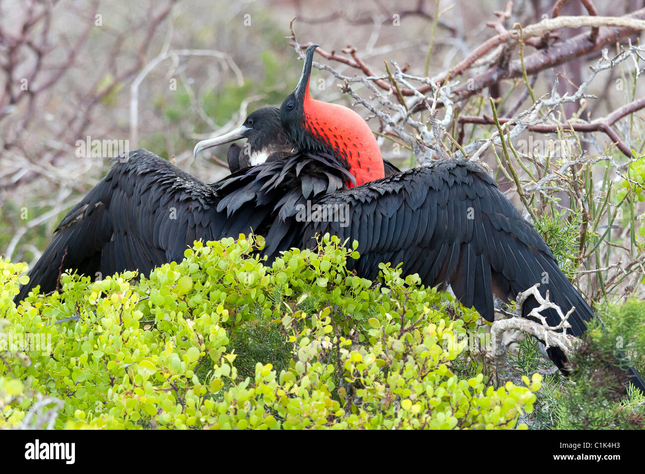 Magnificient frigatebird couple mating in the Galapagos islands (Seymour Norte), also named pirate birds Stock Photo