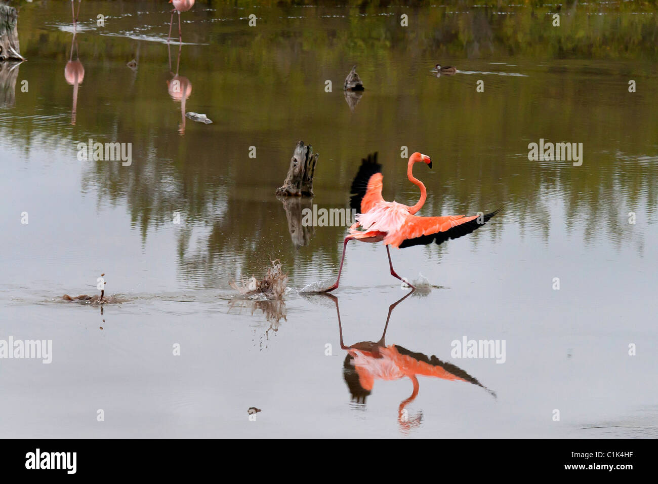 American Flamingo landing on lagoon in Isabela island, Galapagos (also called caribbean flamingo) Stock Photo