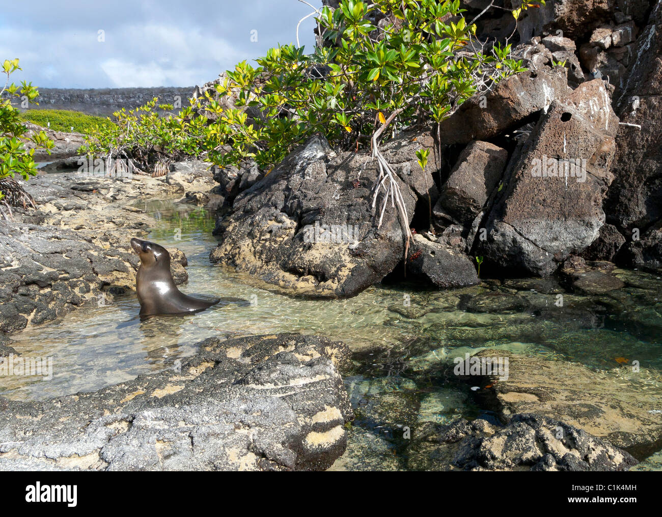 Galapagos Sea lion on Genovesa island, Galapagos, in mangroves Stock Photo