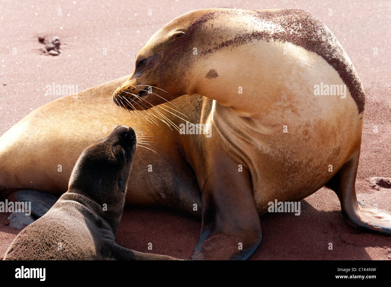 Galapagos sea lions (mother and baby) interacting on Rabida island, Galapagos Stock Photo