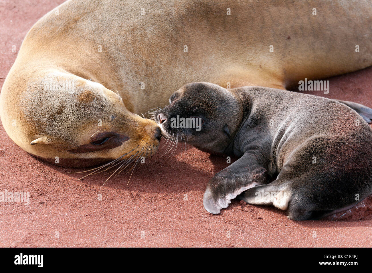 Galapagos sea lions (mother and baby) interacting on Rabida island, Galapagos Stock Photo