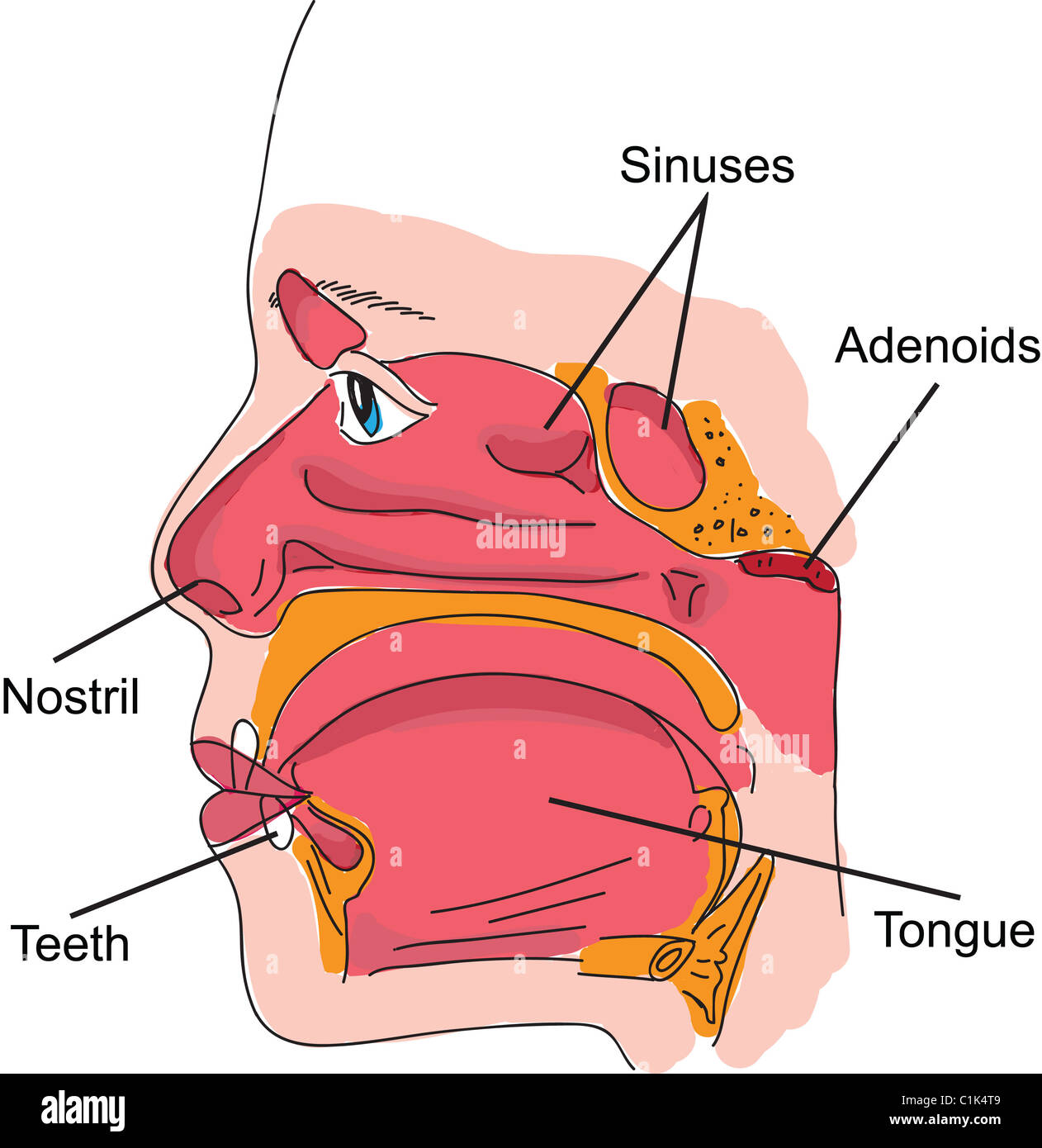 Structure of human nose and mouth anatomy illustration Stock Photo