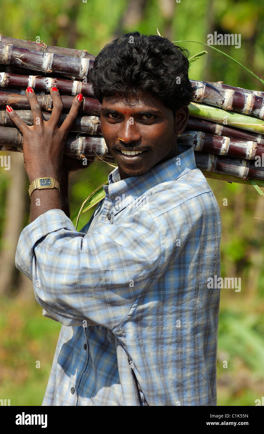 India, Tamil Nadu state, transportation of sugar cane for Pongal, the harvest Festival Stock