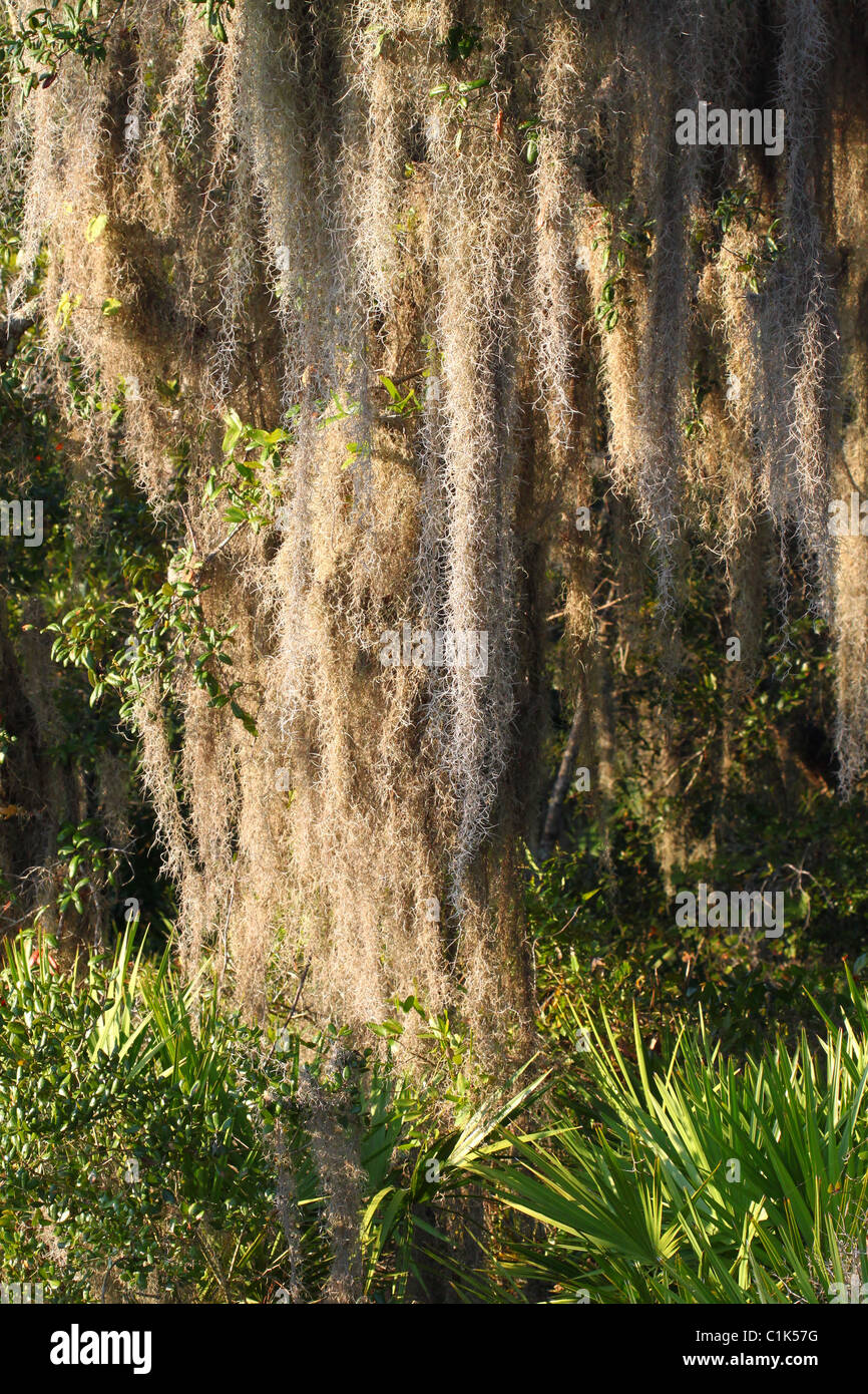 Spanish Moss (Tillandsia usneoides) Stock Photo