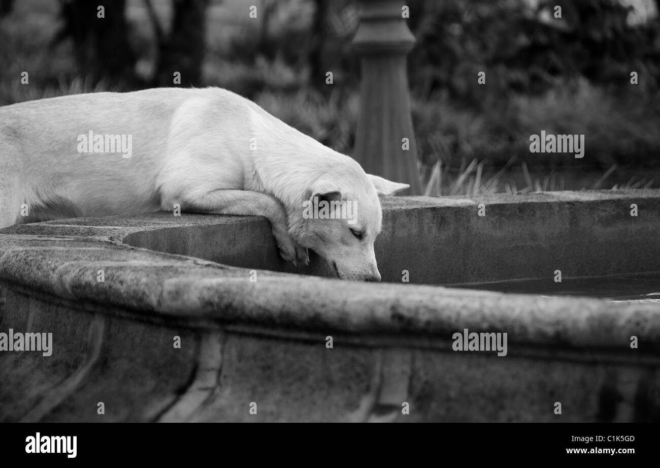 Dog drinking from fountain Stock Photo Alamy