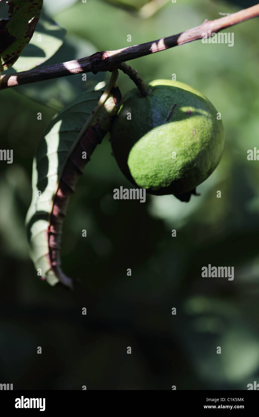 Guava Tree High Resolution Stock Photography and Images - Alamy
