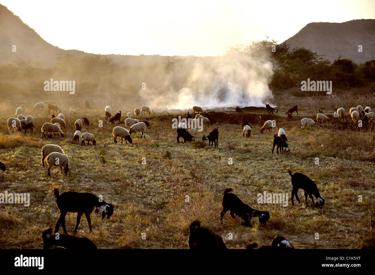 Sheep and goats grazing during the sunset time Stock Photo - Alamy