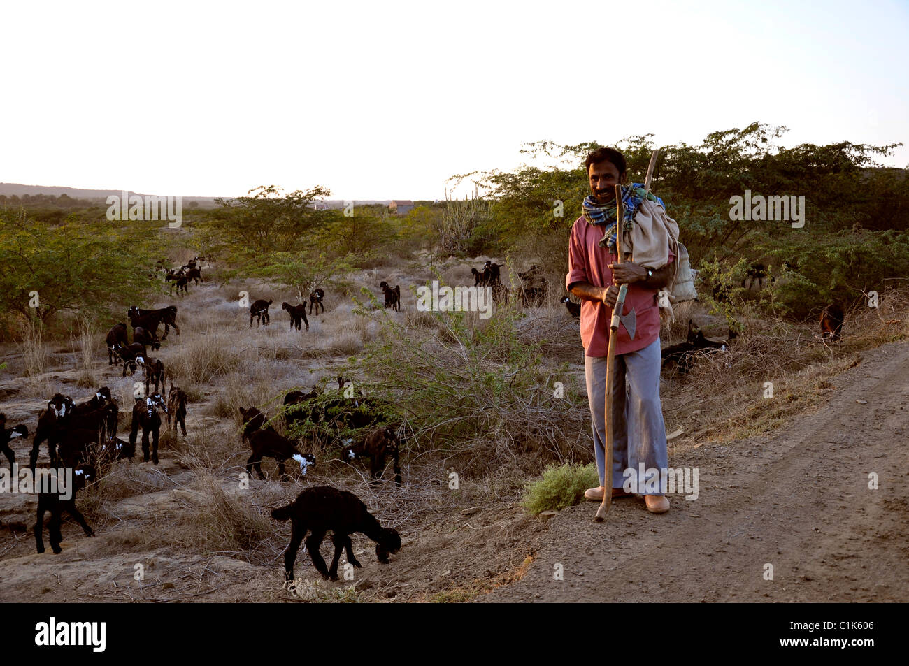 A shepherd with goats in rural India Stock Photo