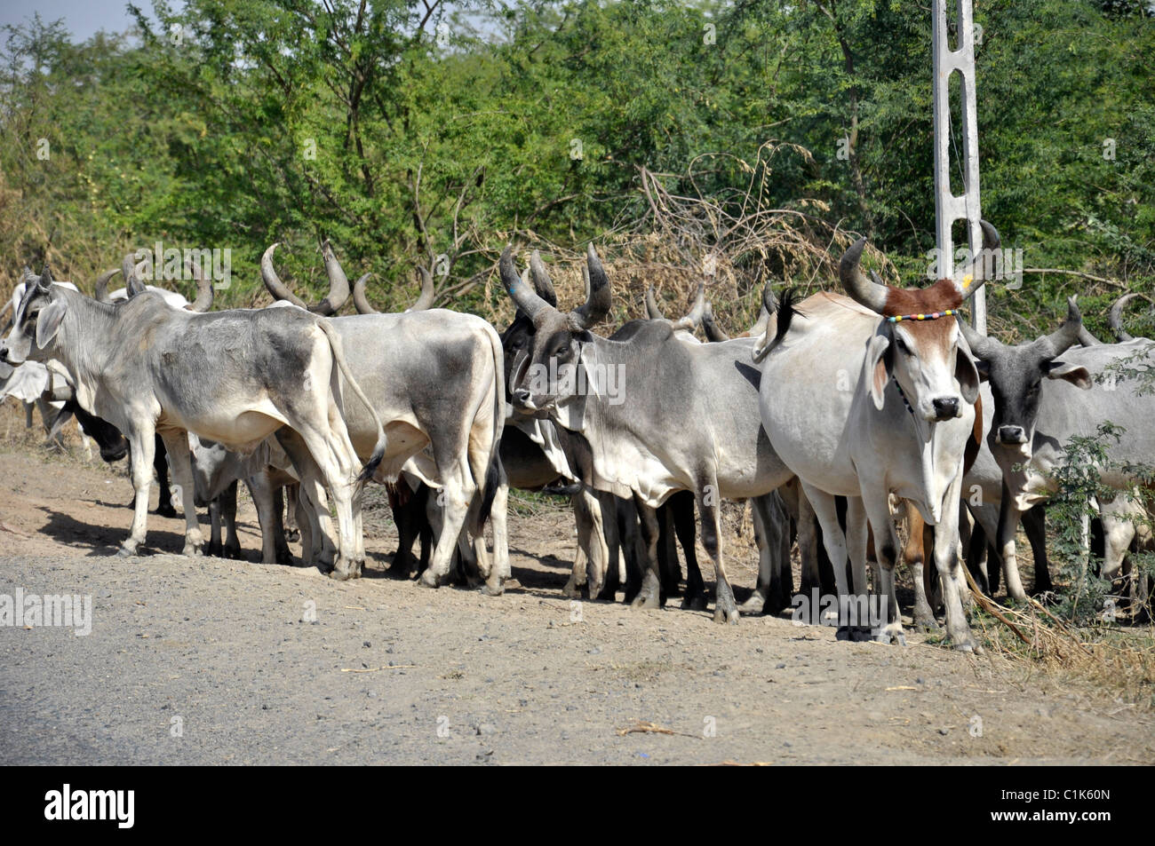 Cattle in India Stock Photo