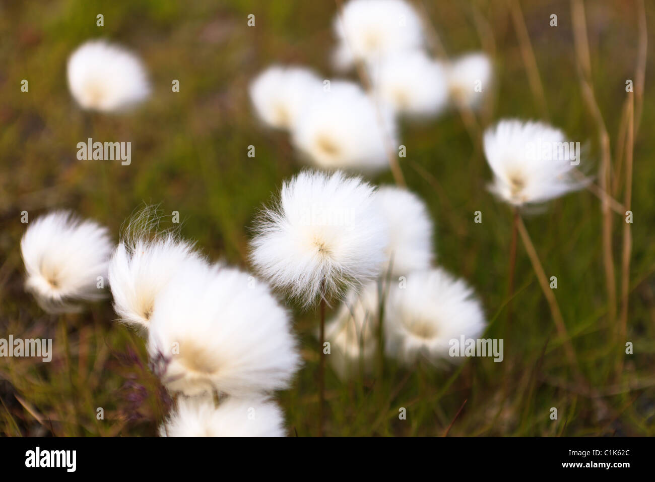 Arctic cotton grass hires stock photography and images Alamy