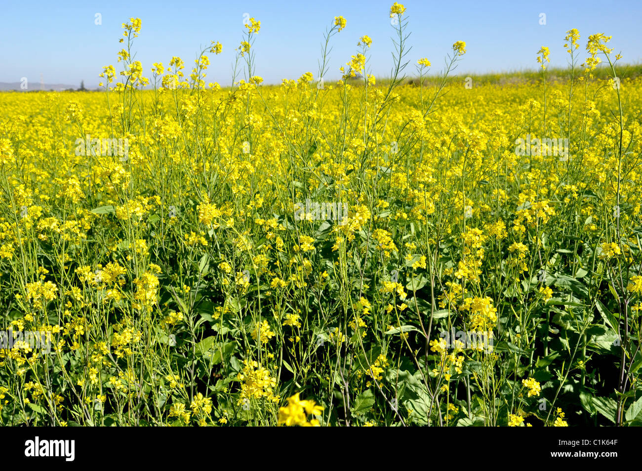 Mustard cultivation in India Stock Photo Alamy