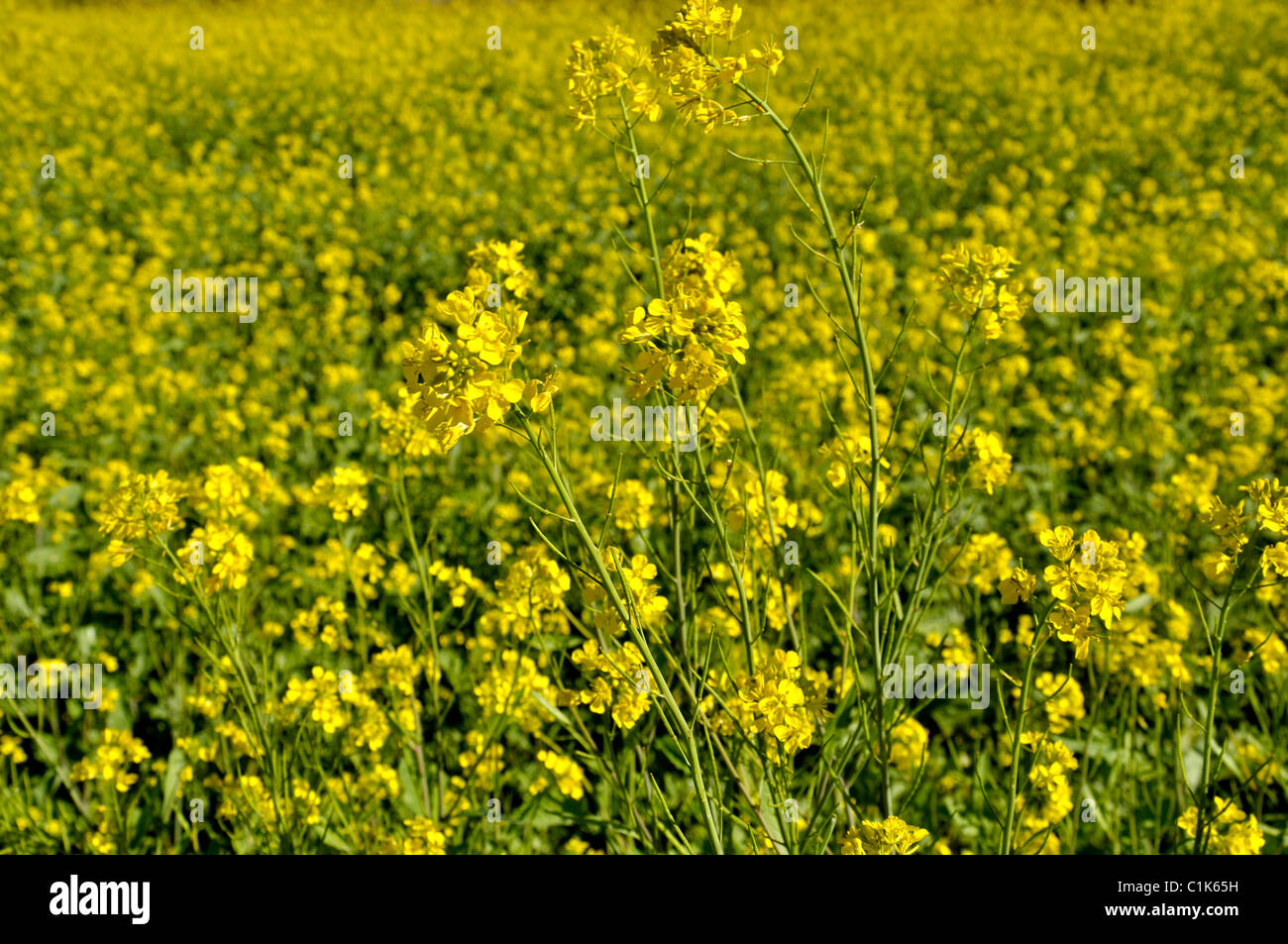 Mustard cultivation in India Stock Photo Alamy