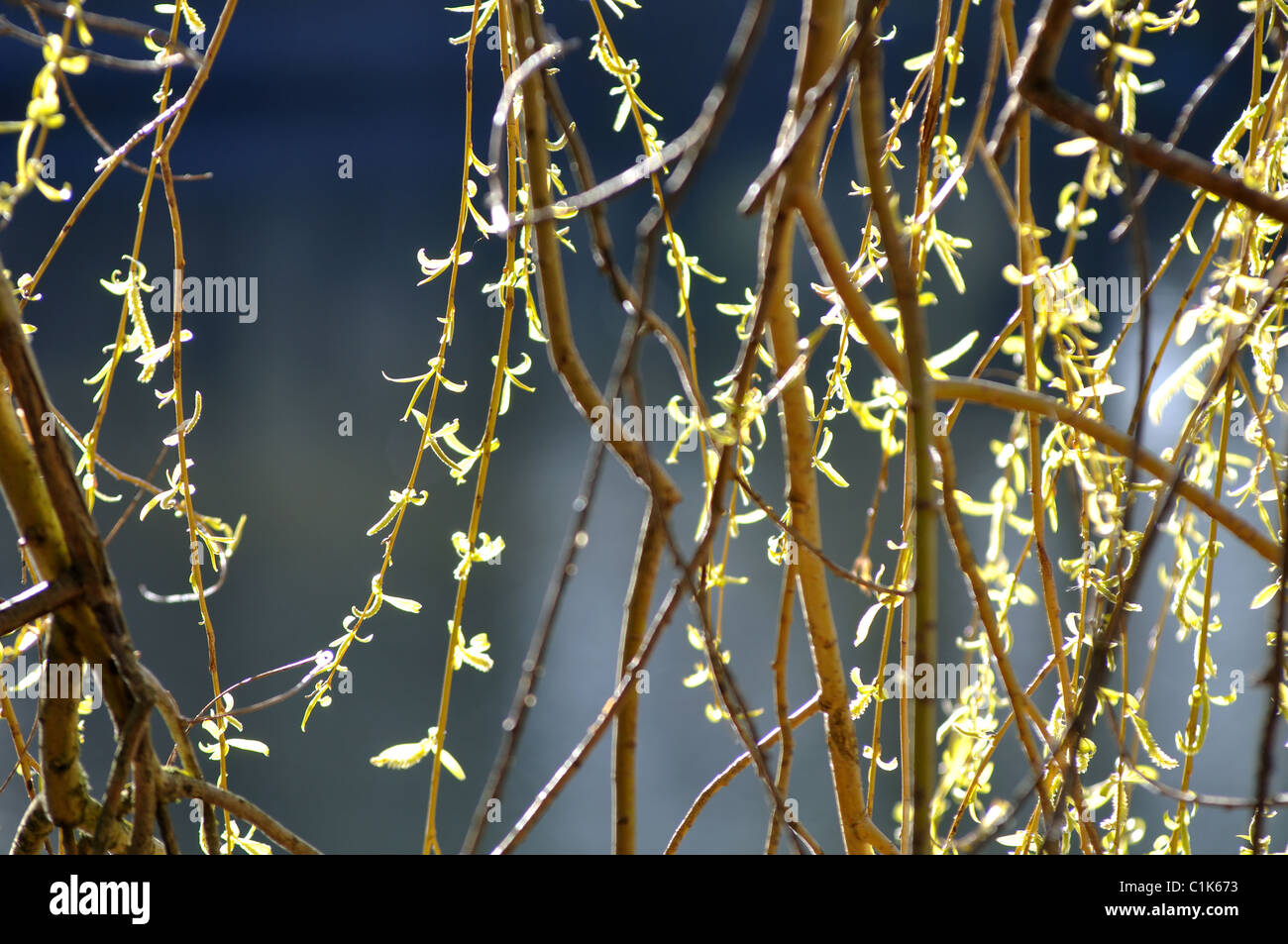Weeping willow tree Stock Photo - Alamy