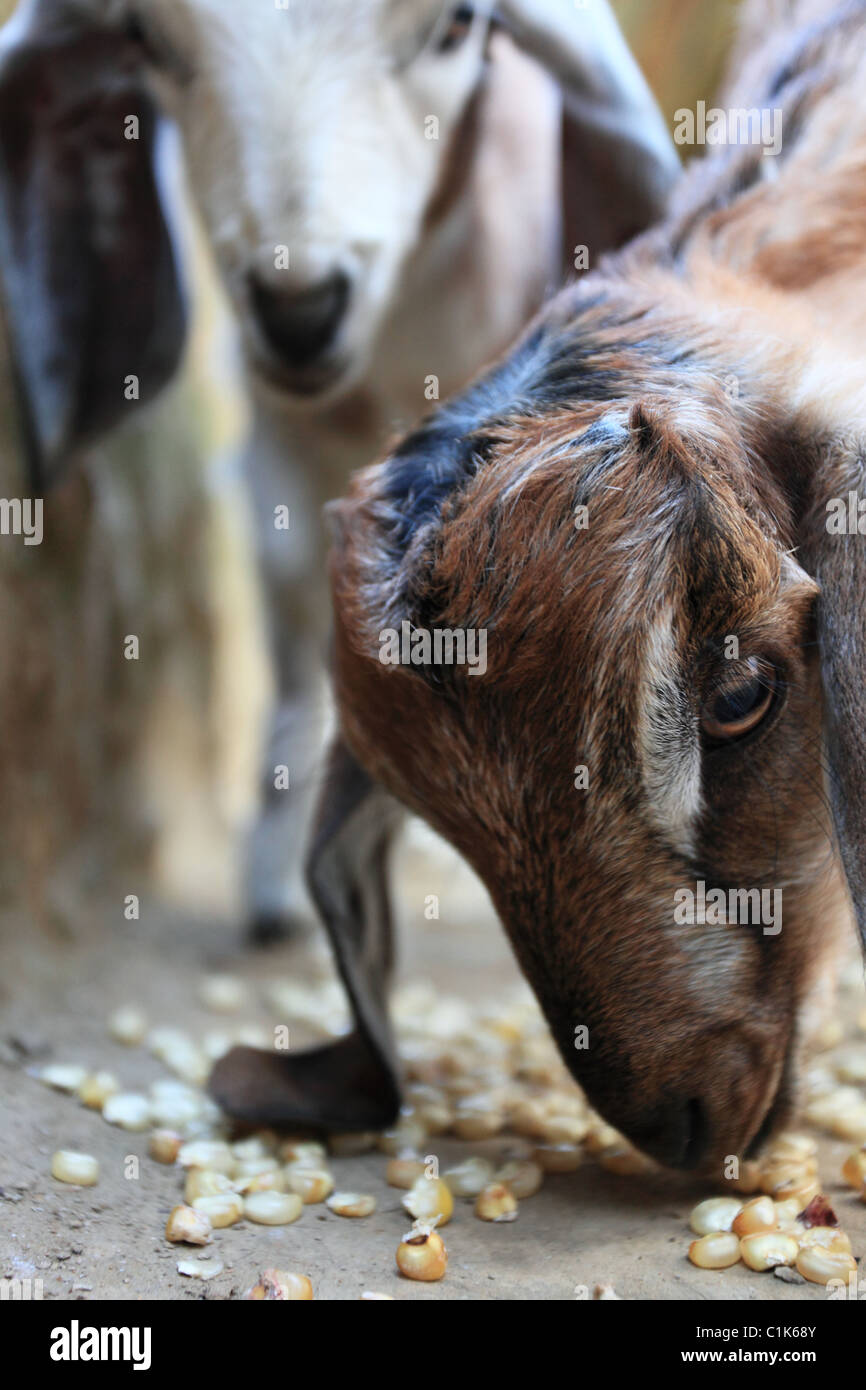 Animals in the Himalaya Nepal Stock Photo