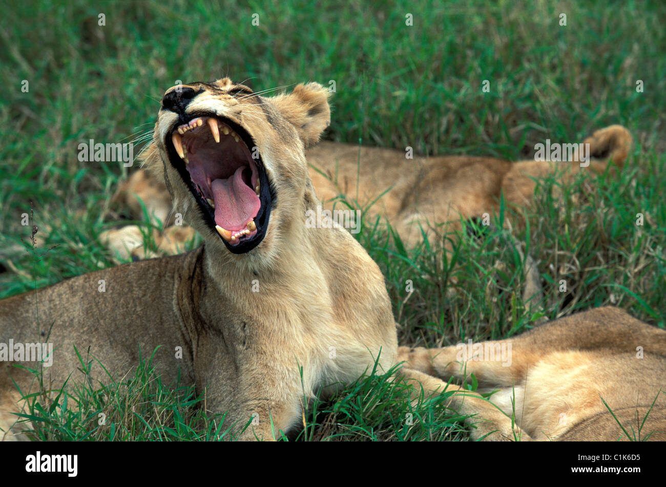 South Africa, Kwazulu Natal, Sabie Sand Nature Reserve, lion cubs Stock Photo