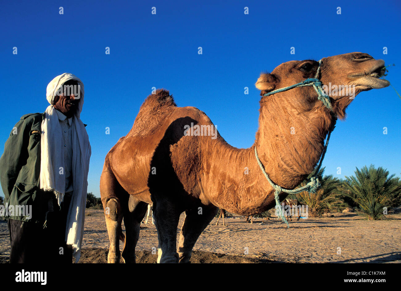 Tunisia, camel driver near Tozeur Stock Photo