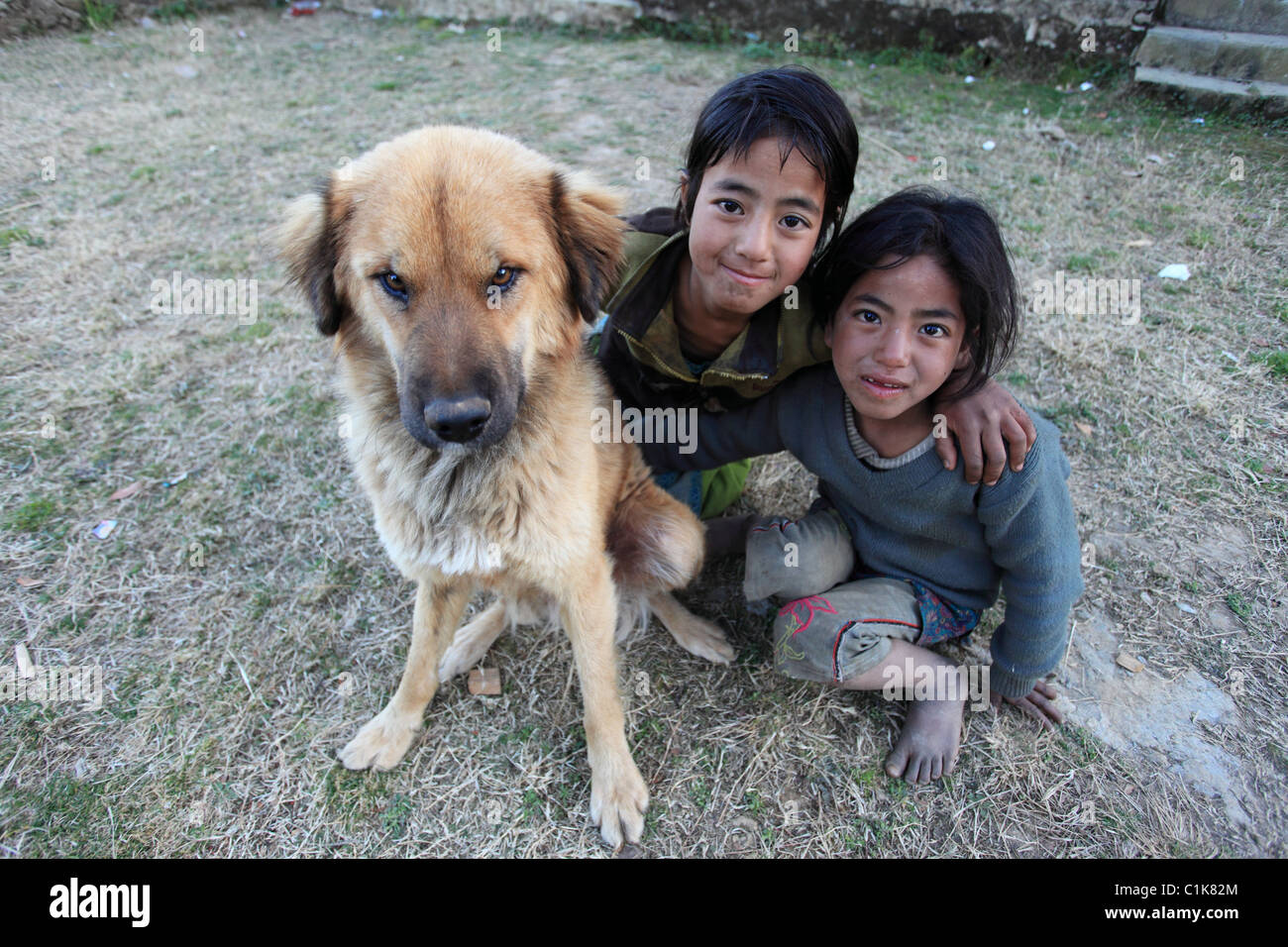 Why Do Big Dogs Die Younger