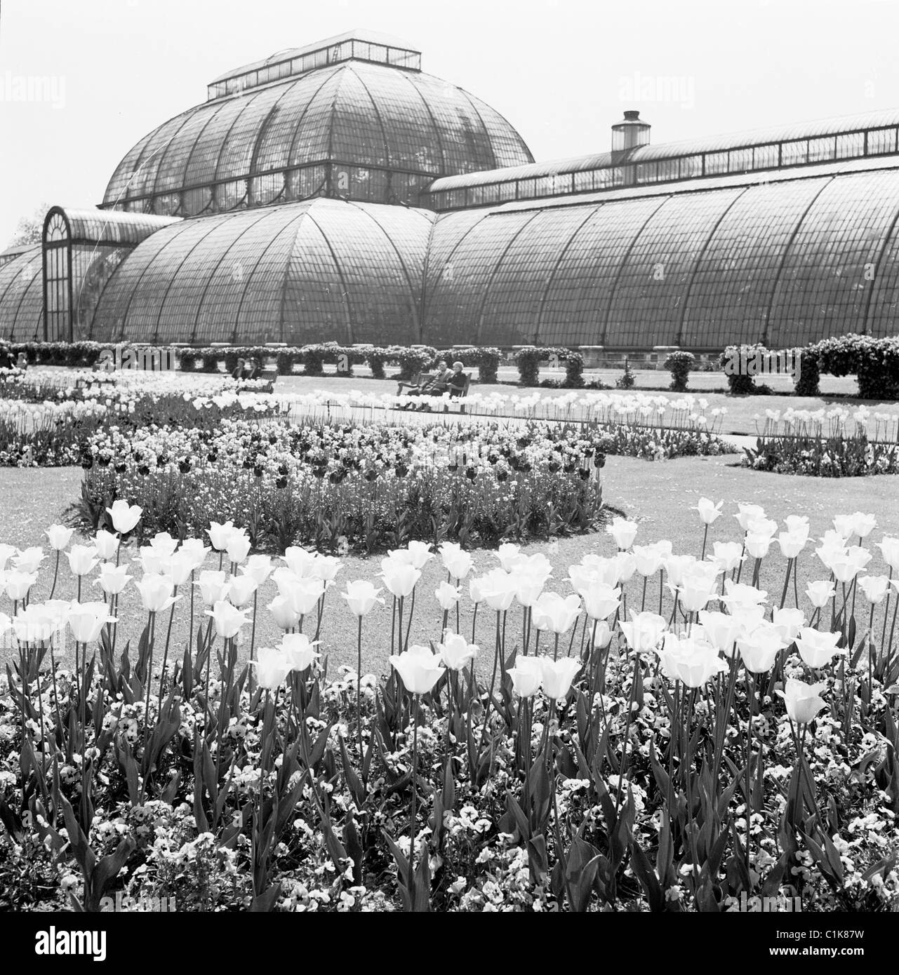1950s, victorian glasshouse, the Palm house at the Royal Botanic Gardens at Kew, Richmond upon Thames, built in 1844 and designed by Decimus Burton. Stock Photo