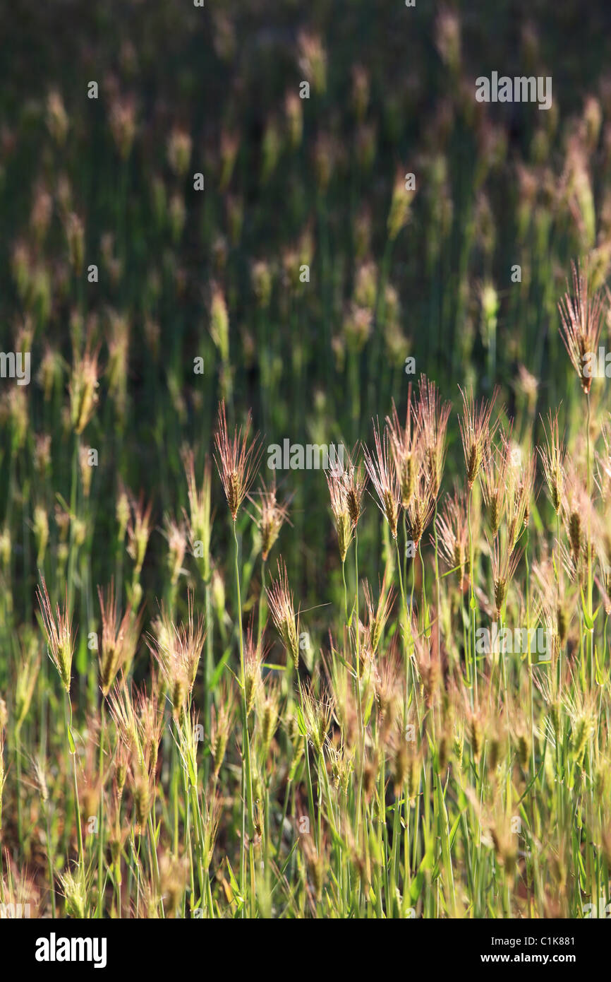 Barley field abstract Nepal Himalaya Stock Photo