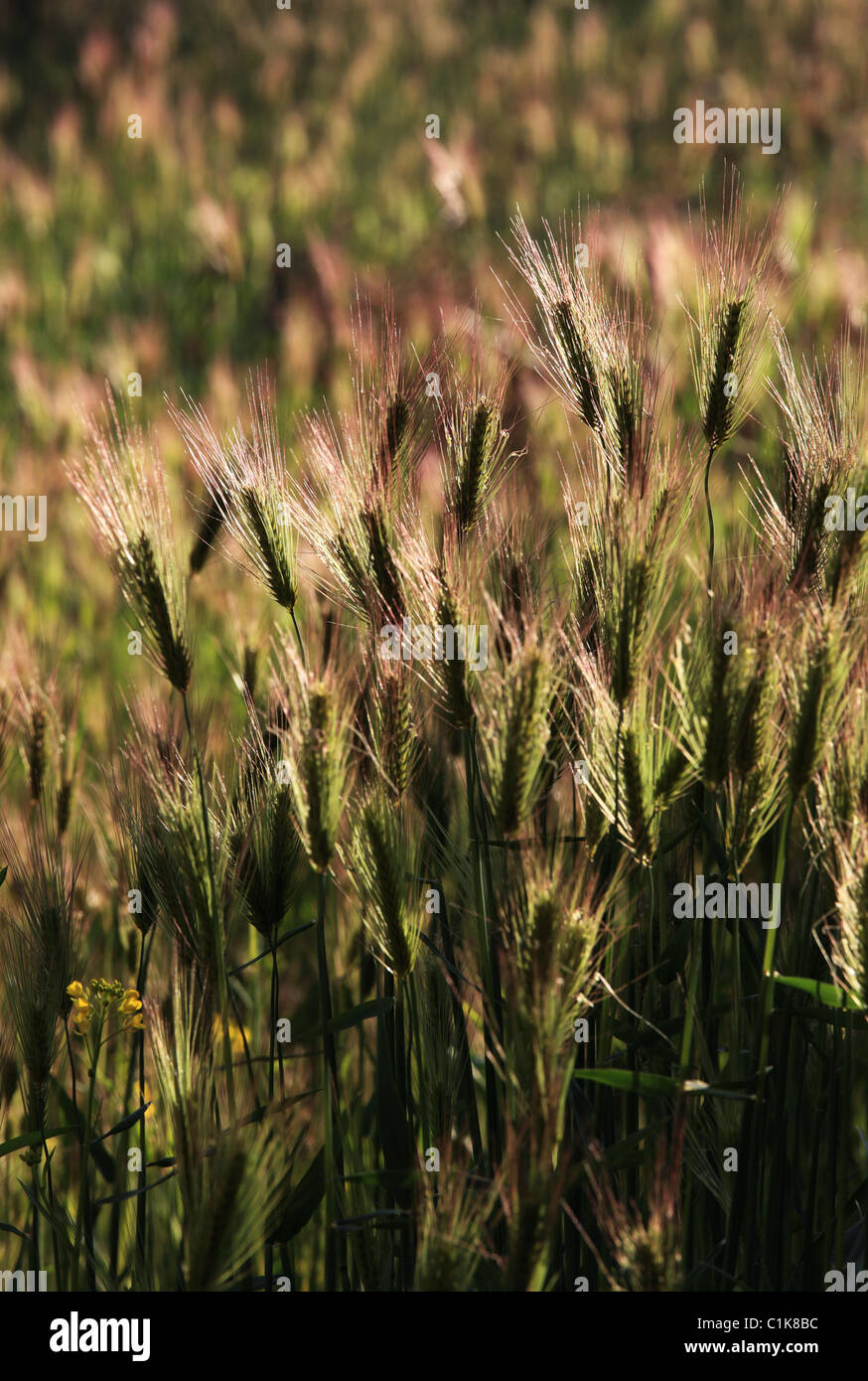 Barley field abstract Nepal Himalaya Stock Photo