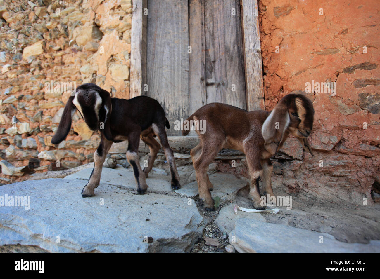 Animals in the Himalaya Nepal Stock Photo