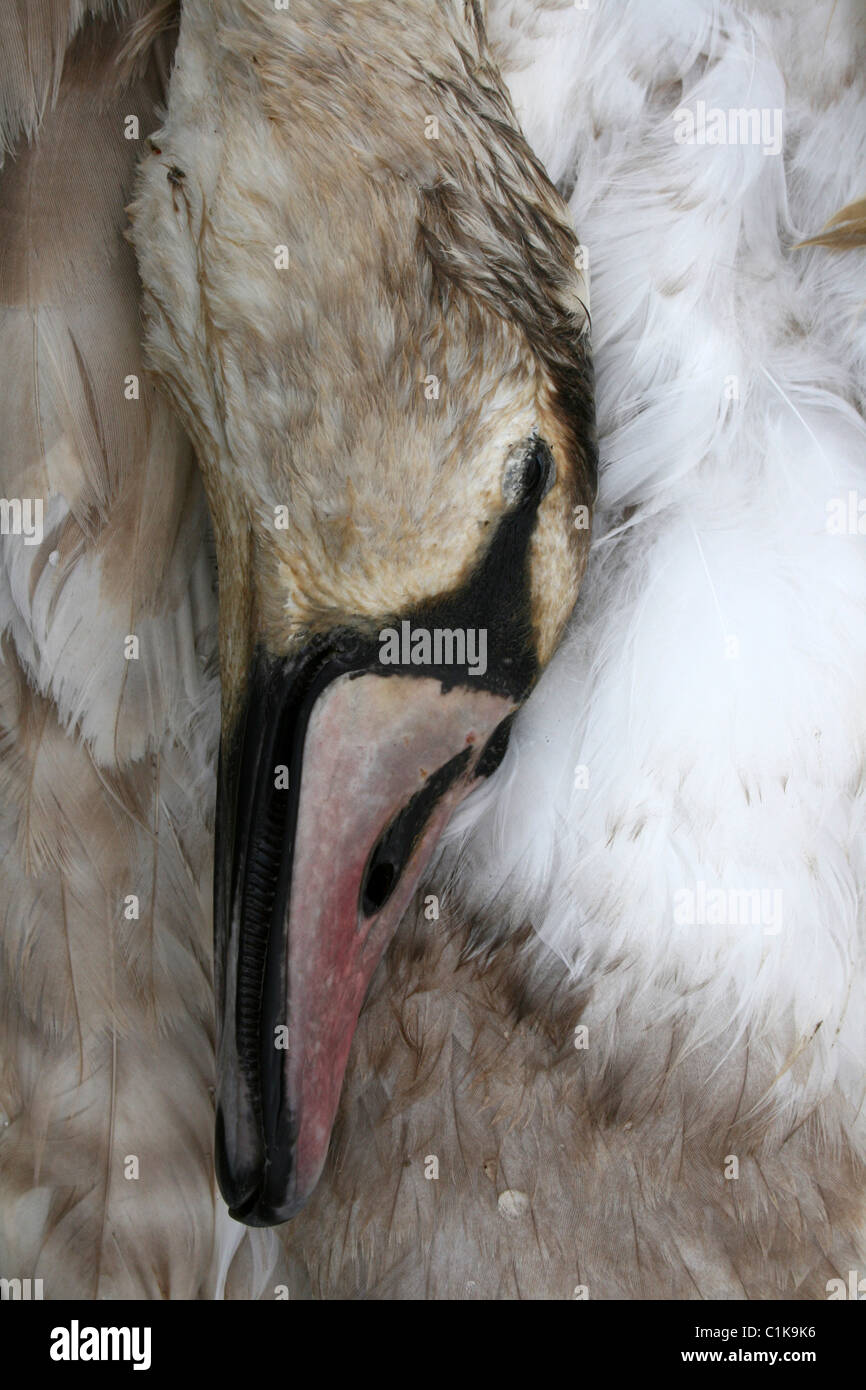 Dead Mute Swan Cygnet Taken at Wigan Flashes Nature Reserve, UK Stock Photo