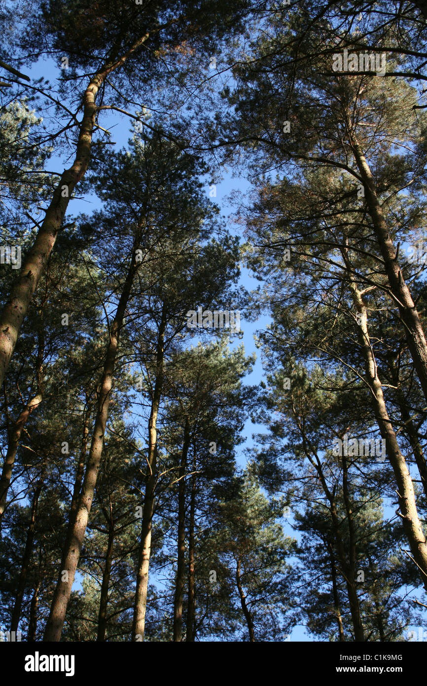 Tall Stand Of Pine Trees At Willingham Woods, Lincolnshire, UK Stock Photo