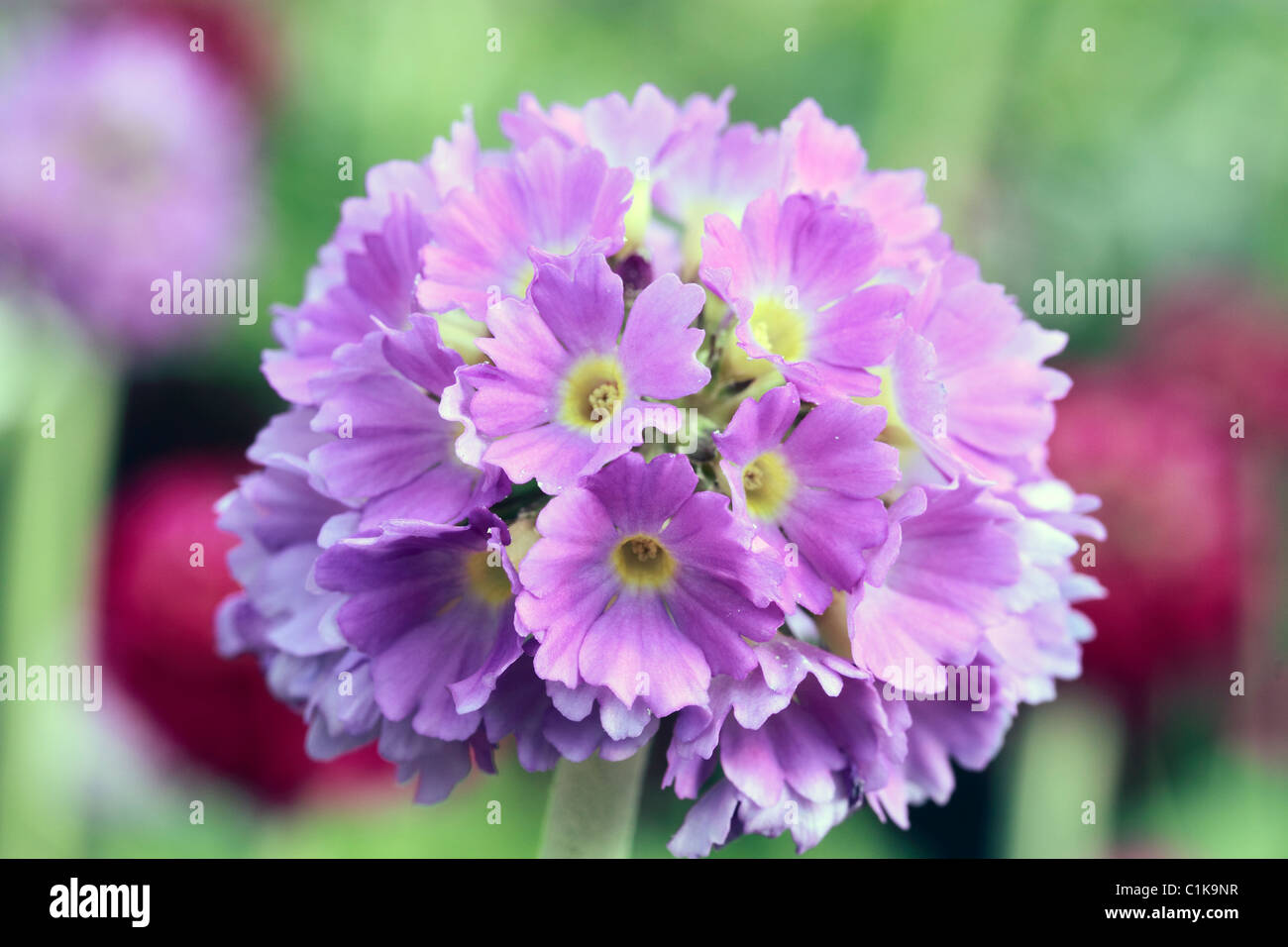 Primula denticulata, Drumstick primrose, or Himalayan Primrose, is a species of primrose native to (mainly) Afghanistan and Chinese alpine regions. Today, it is commonly cultivated in domestic gardens Stock Photo