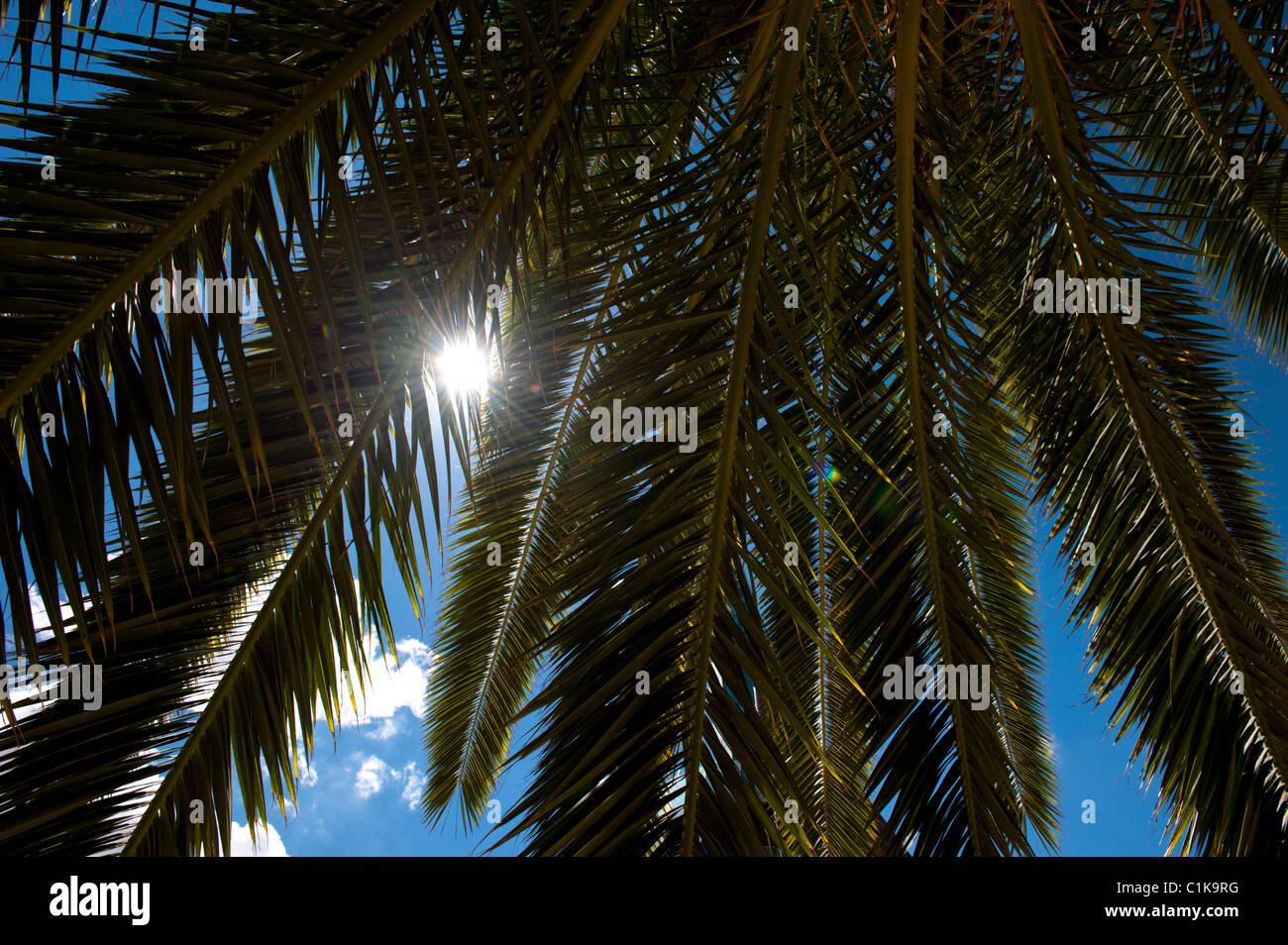 Sun shining through a Palm tree Stock Photo - Alamy