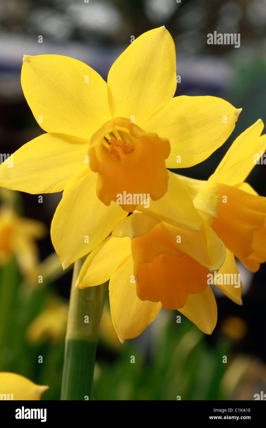 Narcissus teteatete. Dwarf daffodil, bulbous perennial with strap