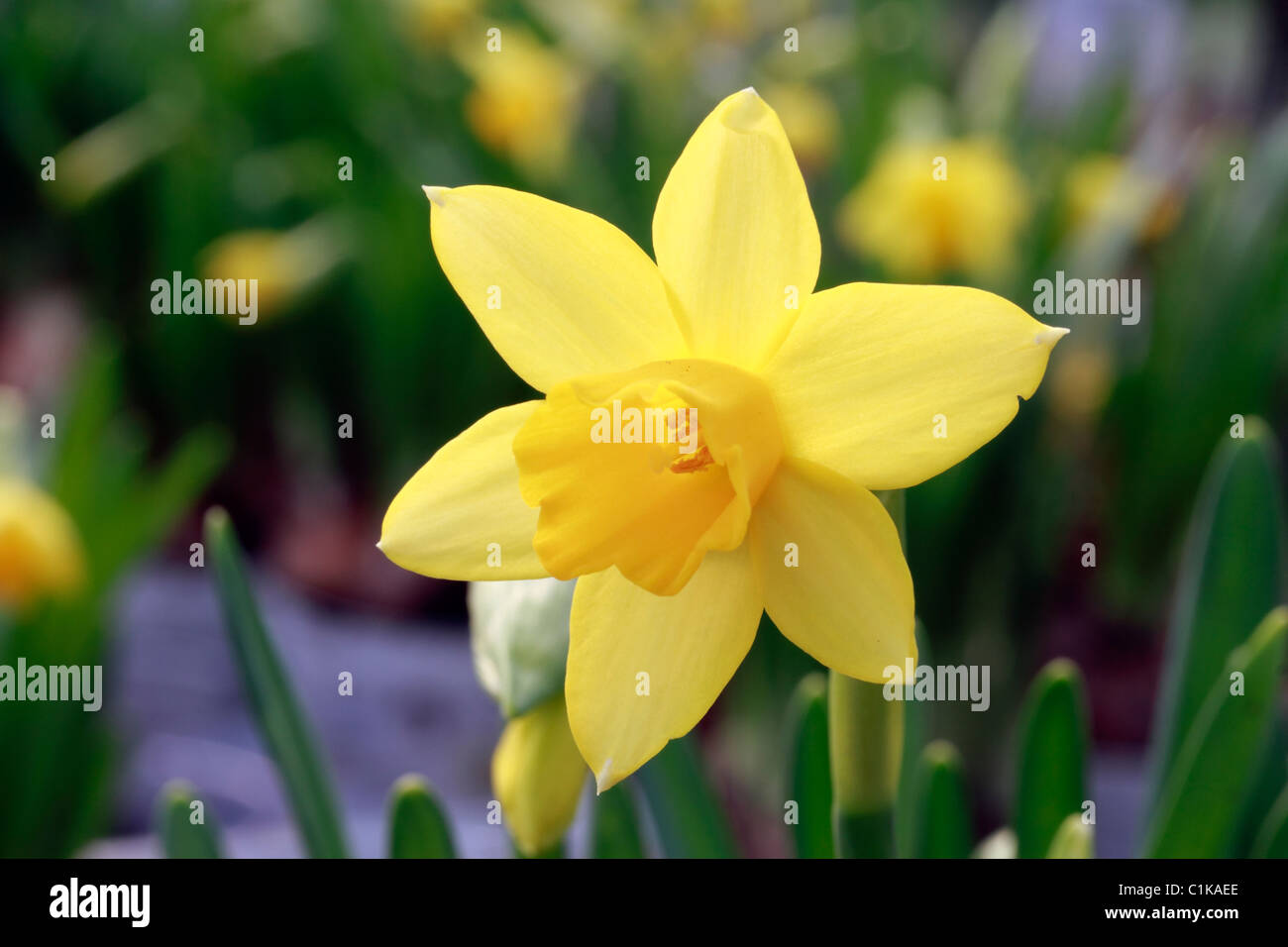 Narcissus tete-a-tete. Dwarf daffodil, bulbous perennial with strap-shaped leaves and yellow spring flowers Stock Photo