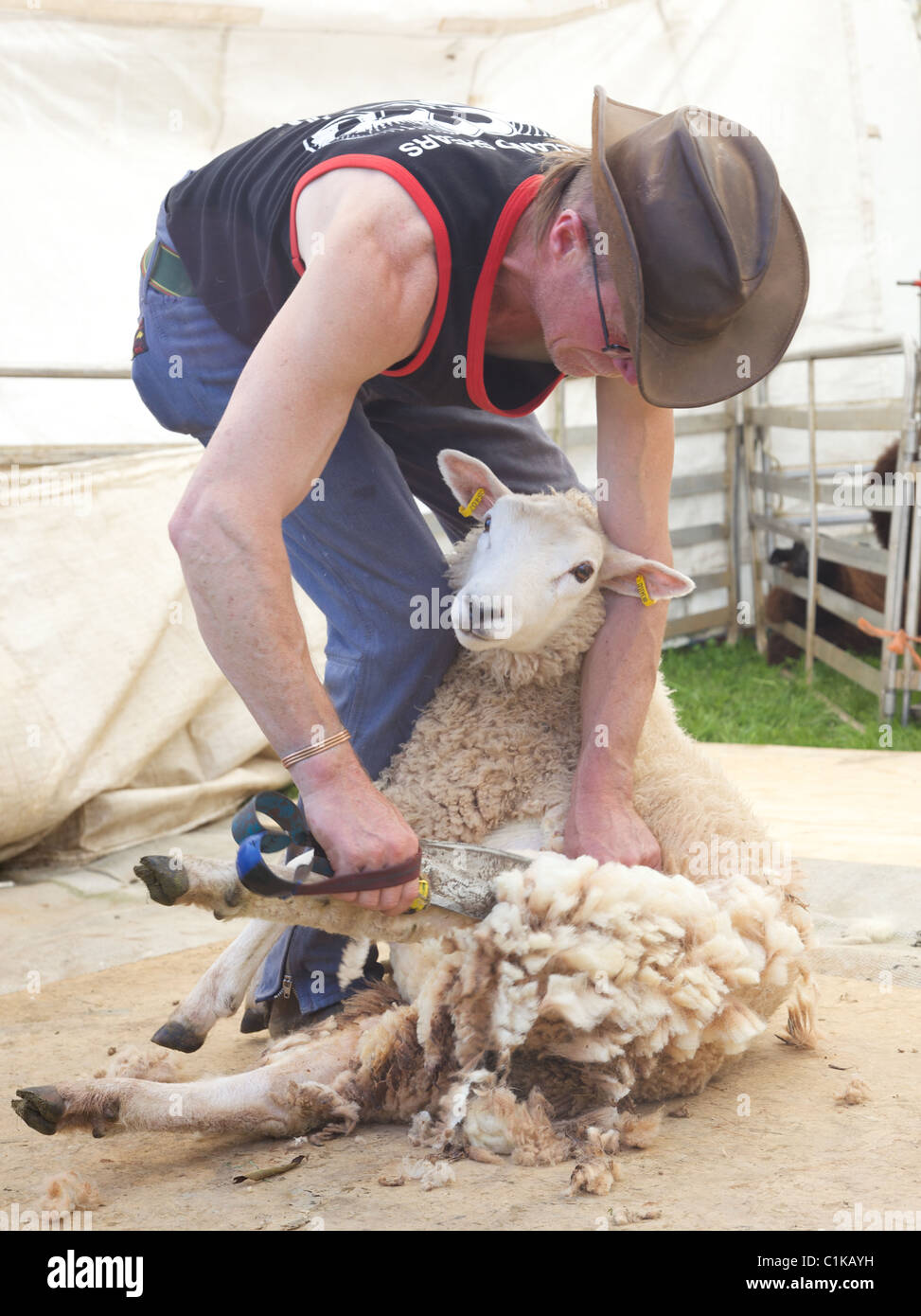 Andy Weare shearing a sheep at priddy fair using traditional shearing