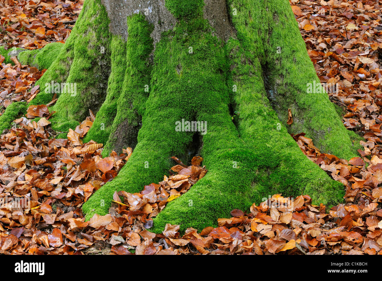 Without leaves covered with moss hi-res stock photography and images ...