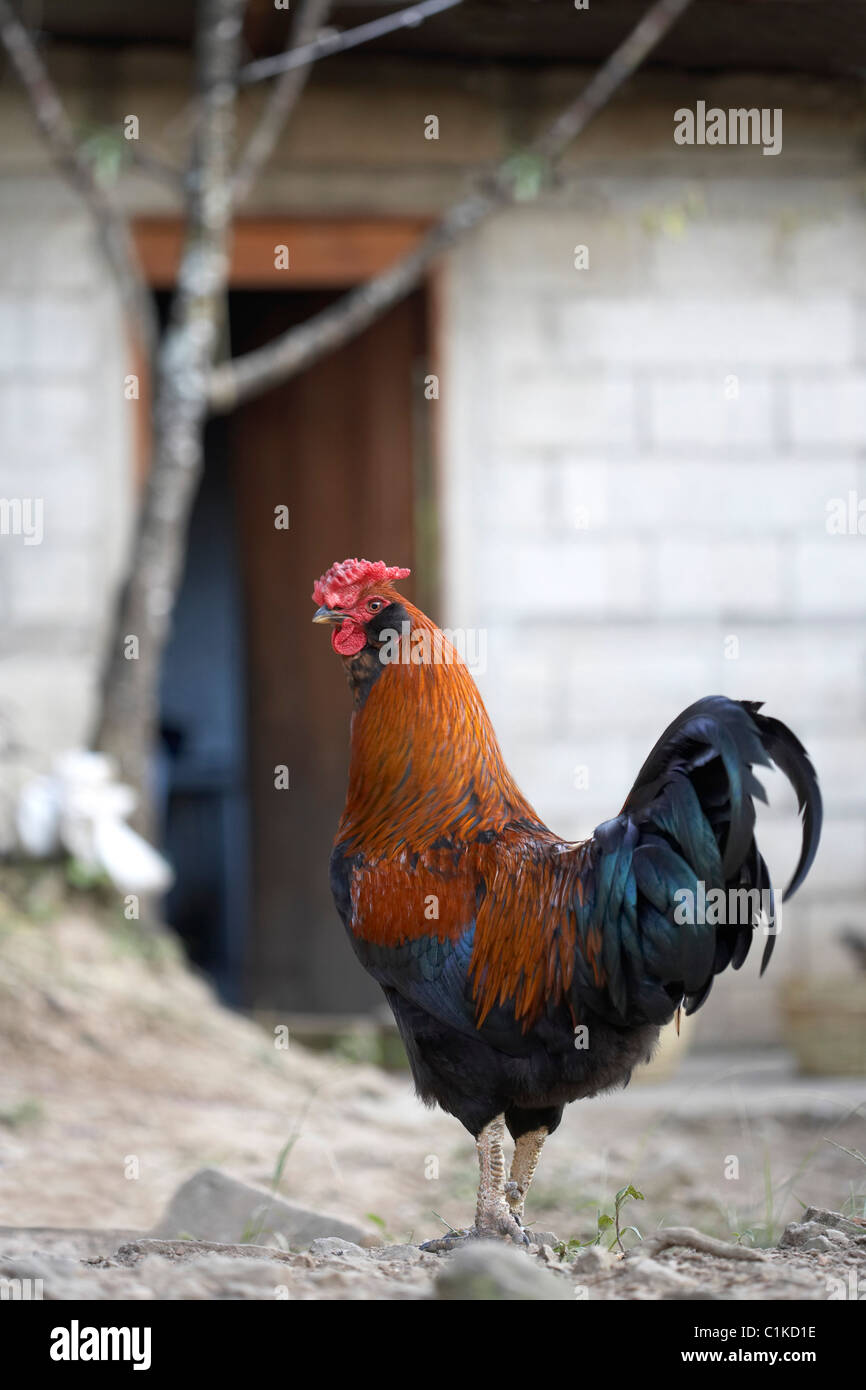 Rooster, Finca Vista Hermosa Coffee Plantation, Agua Dulce ...