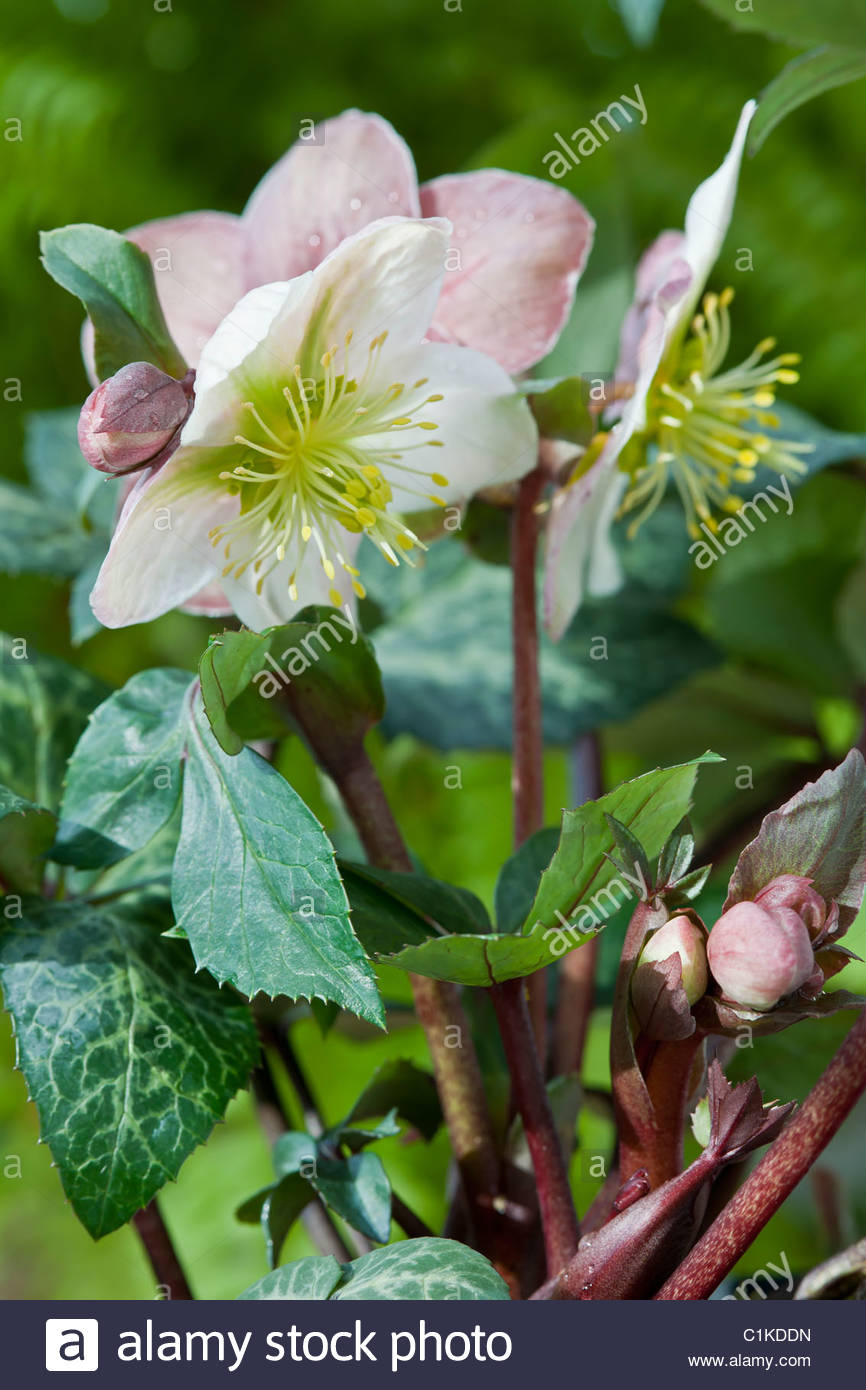 Christmas rose Helleborus niger Winter Moonbeam variegated leaf Stock