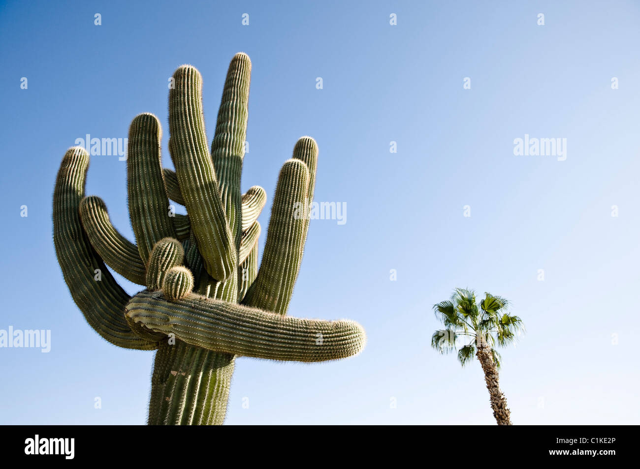 Cactus in Yuma, Yuma County, Arizona, USA Stock Photo