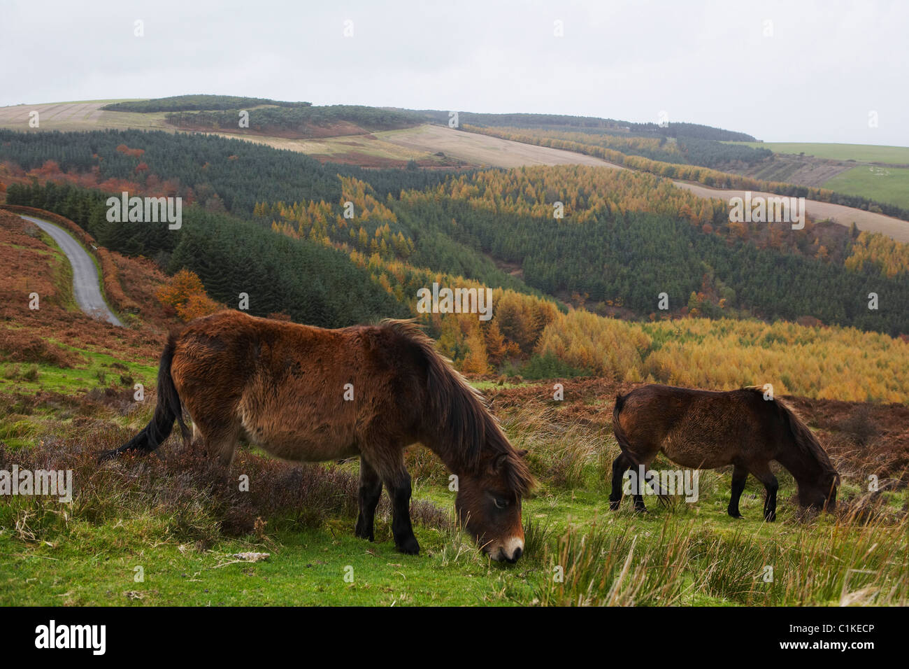 Exmoor Ponies, Exmoor National Park, Somerset, England, United Kingdom