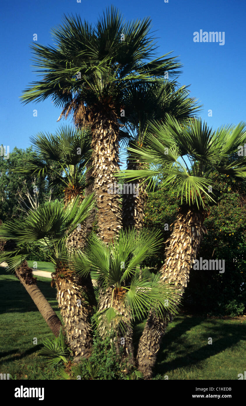 dwarf-fan-palm-chamaerops-humilis-stock-photo-alamy