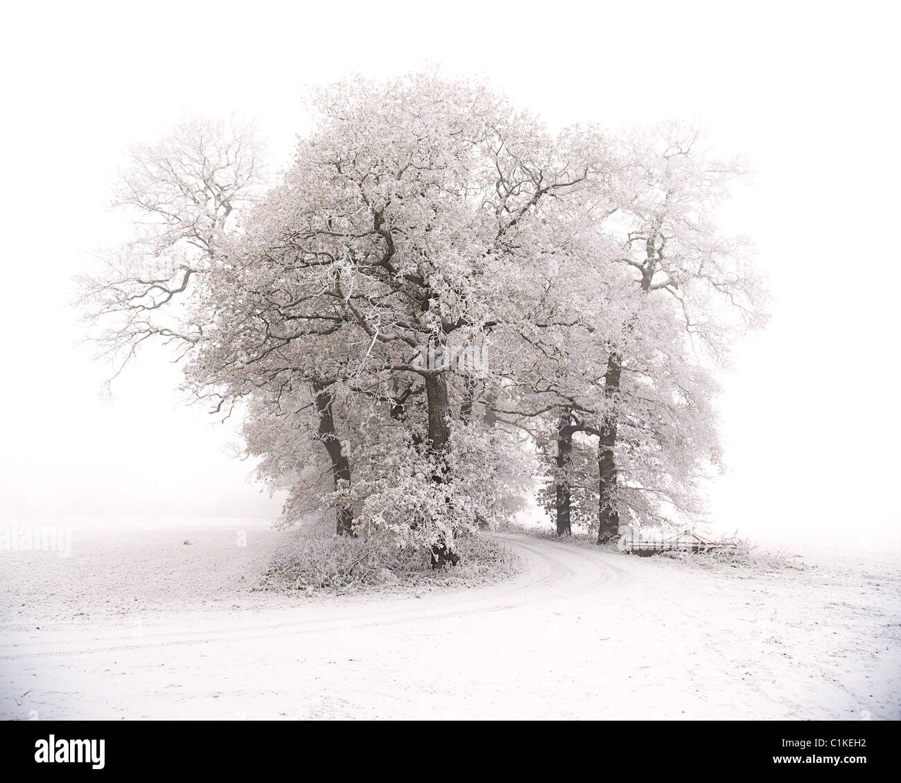 Freezing tree hi-res stock photography and images - Alamy