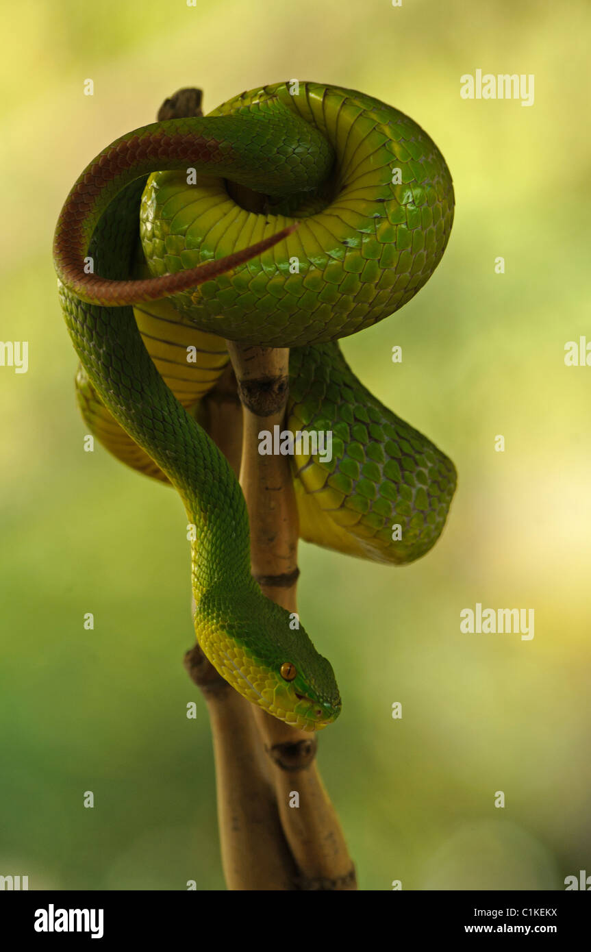 white lipped green pit viper, highly venomous snake, (Trimeresurus albolabris) Stock Photo
