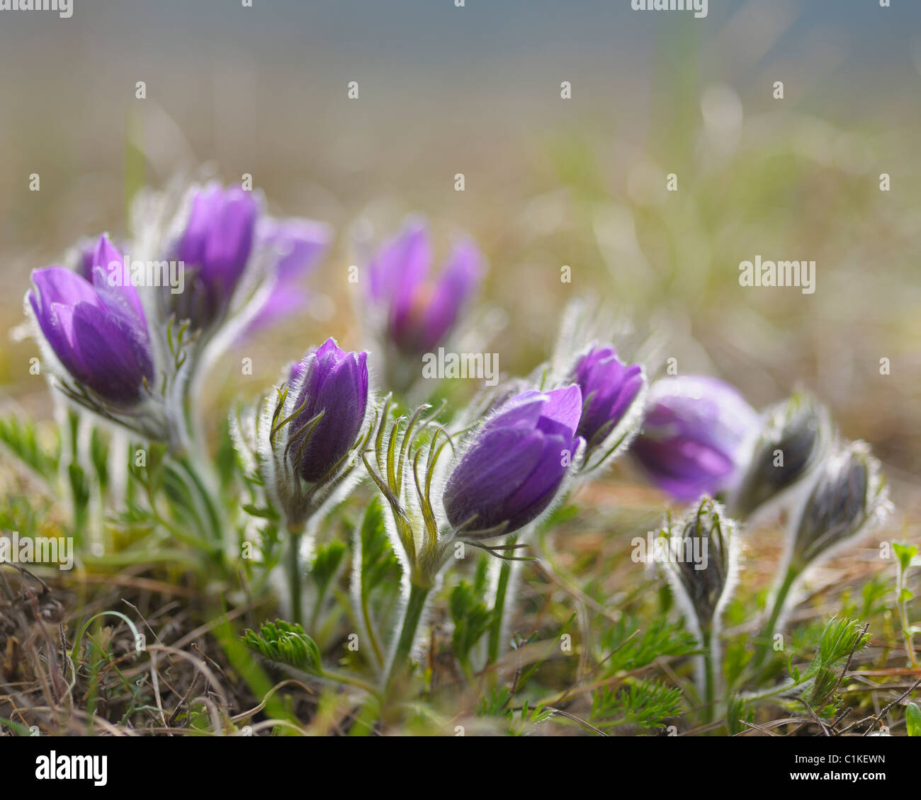 Pasque Flowers, Wuerzburg, Franconia, Bavaria, Germany Stock Photo - Alamy