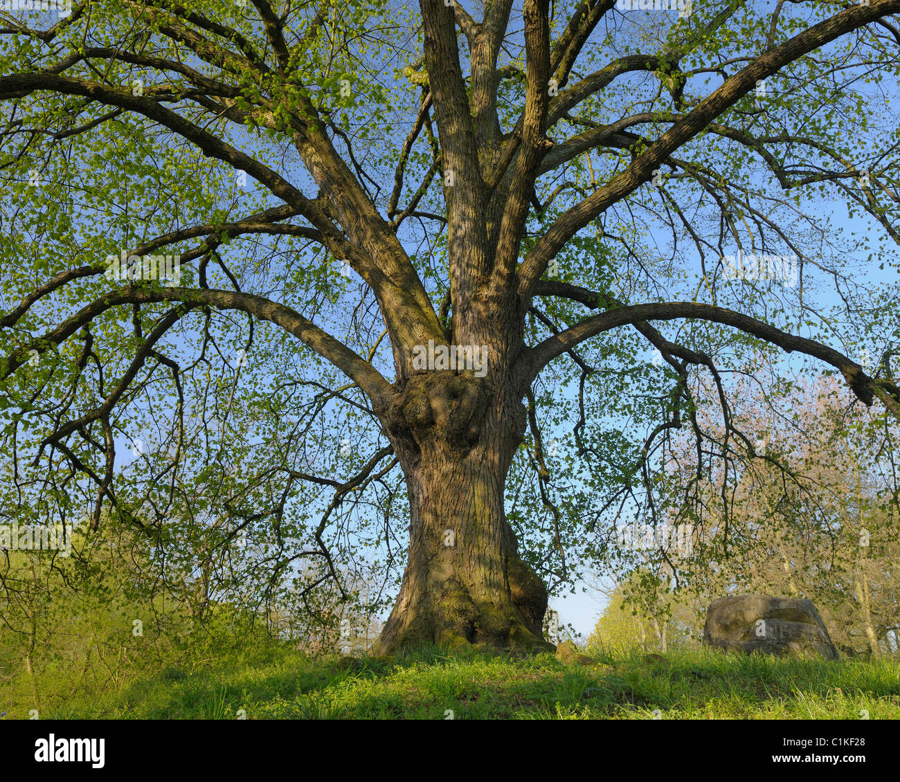 Lime Tree, Nilkheim, Aschaffenburg, Franconia, Bavaria, Germany Stock Photo